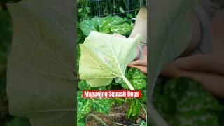 Not today squash bugs!!! 🪲#garden #farmlife #homestead