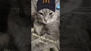 Welcome to MCcat ready to serve you  #mcdonalds #mccat #cat #chat #minou