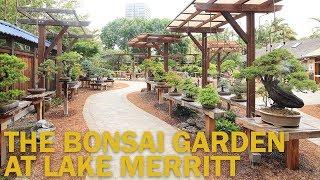 Bonsai Gardens : The Bonsai Garden at Lake Merritt