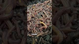 #1 reason worm bins fail. #worms #vermicomposting #composting #compost #vermicompost #wormbin