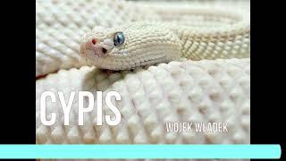 Cypis - Wujek władek