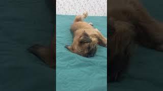 Сон после обеда  #dog #брюссельскийгриффон #собачки #грифон