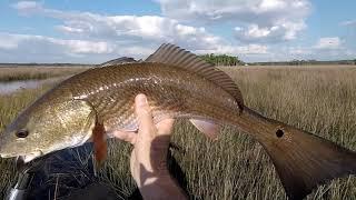 Redfish in the Weeki Wachee Preserve 2019