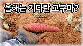 [고구마] 올해는 기다란 고구마? / 긴 고구마 이유 - 소농 농사일기