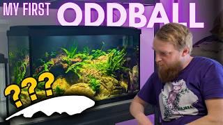 We set up an aquarium for a weird fish! (SIMPLE AQUASCAPE)