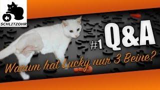 Q&A #1 Eure Fragen: Warum hat Lucky nur 3 Beine? Unser DIY Balkonkatzennetz & die Rassen?!