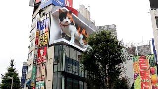 3D Cat Tokyo: Giant 3D Cat Billboard Appears Over Tokyo's Shinjuku District