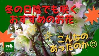 【日陰で咲く】真冬でも軒下でも日陰でも咲くおすすめのお花【冬の庭を華やかに】