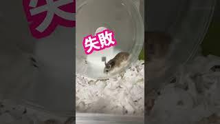 娘から逃げるペレット咥えて逃走してしまう母ハムスター #ハムスター #animal #ハム