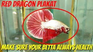 POWERFUL BETTA CARE BASIC - HEALTH PROTOCOL FOR BETTA