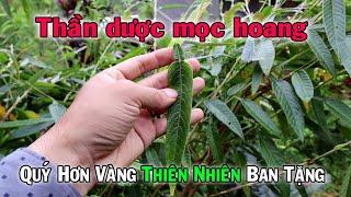 Thiên nhiên ban tặng cây thuốc quý Cổ bình, trị nhiều bệnh không thể thiếu  | THAODUOC.NET