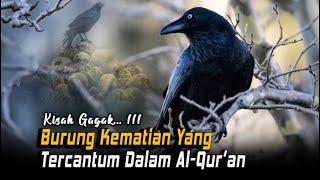 RAHASIA ALLAH MECIPTAKAN BURUNG GAGAK! Kisah Burung Gagak Hitam yang Dimuliakan Islam