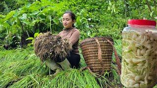 Taking care of harvesting and processing dishes from onions - Phan's simple life on the farm