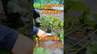 호박순치기 정답은없다