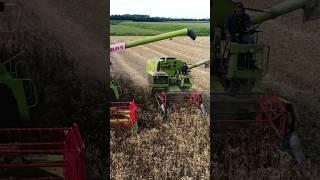 Claas Lexion vs Claas Cosmos  #agriculture #harvest  #farming #agro @FlyingPixelsPhotography