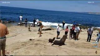 Growing concerns over harassment of sea lions in La Jolla