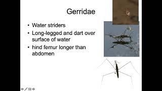 Hemiptera & Megaloptera Families