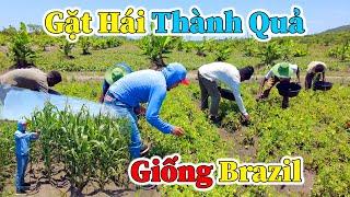 Hùng KaKa ll Gặt Hái Những Thành Quả Đầu Tiên Của Giống Cây Brazil ?