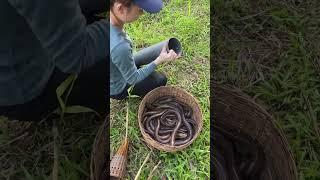 fishing for trout in river #fishing #fish #net #carpfishing