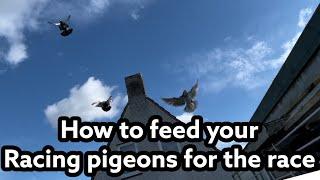 How to feed your Racing pigeons for the race! | Week Preparations | Racing pigeons |