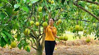 Harvesting grapefruit to sell - cooking with grandpa and son | Tin's Daily Life