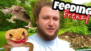 Let’s FEED my GECKOS!