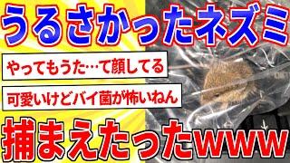 先月からうるさかったネズミさん、とうとうワイに捕まってしまうｗ【2ch面白いスレゆっくり解説】