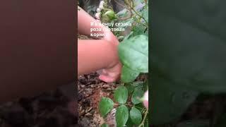 Как укоренять розы Seedlandia.ru - семена и саженцы декоративных  растений для сада и дома