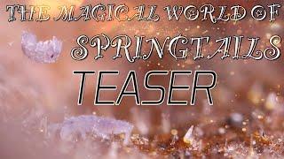 The Magical World of Springtails [ Teaser ]