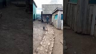 Деревенский вайб