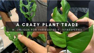 Monstera Obliqua for Variegated Rhaphidophora Tetrasperma @ International Aroid Society Show | vlog3