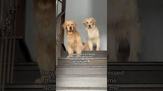 I’ve offended my dogs  #goldenretriever #dogshorts #puppy #dogs #pets #funnyshorts #cutedog