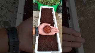 90% लोगों को पता नहीं होगा ये तरीका से dhaniya kaise lagaye || How to grow coriander faster