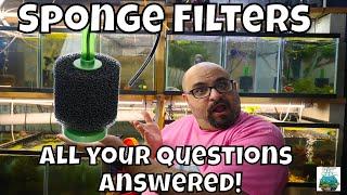 Aquarium Sponge Filter:What You Need to Know