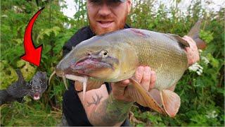 This Big Fish Almost had its Face Tore off by a Savage Predator!