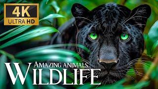 Amazing Wildlife in 4K  Nature’s Wonders with Relaxing Piano Music for Pure Tranquility