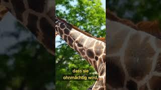 10 kuriose Fakten, die du nicht brauchst, aber trotzdem wissen willst #Fakten#Wissen#Wissenswert