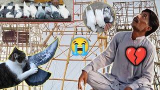 بلی نے بہت نقصان کر دیا  - Apna Shok apni pachan - Nasir pigeon club