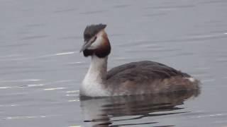 Great Crested Grebe (& a Cormorant) in Cardiff Bay (natural sounds)