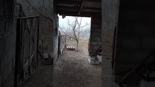 Кабардинская порода лошадей