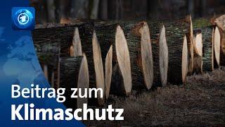 Beitrag zum Klimaschutz: Bausteine aus Holz