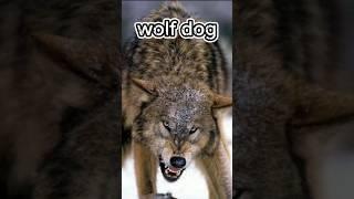 Wolf Dog: Most Dangerous Dogs In The World #wolfdog #wolf #dog #shorts #animal #pet