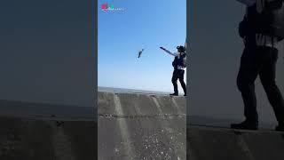 超強另類龍蝦釣法#直落式釣組#廖國全#Shorts