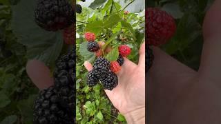 Ежевика Тройная Корона.Саженцы Вацап +79035830612 #garden #сад #ежевика