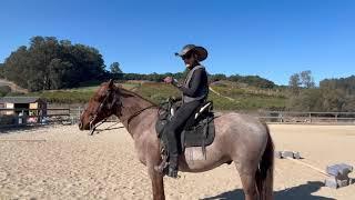 Rocky Mountain Horse - Bender - Trotty Gaited Horse - Fox Trot, Saddle Gait, Canter