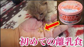 【保護猫 子猫】子猫が初めての離乳期を迎えました【保護子猫】