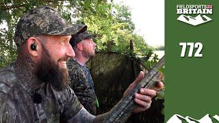 Fieldsports Britain – last of the summer pigeons