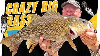 CRAZY Surface Bite! Catching BIG Bass On Cicada Lures