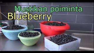 Mustikan poiminta ja säilöntä-Blueberry picking and preserving