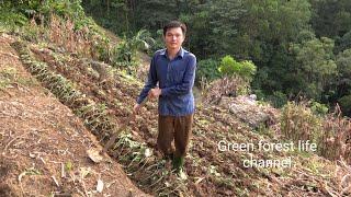 Harvest and cultivate. Robert | Green forest life